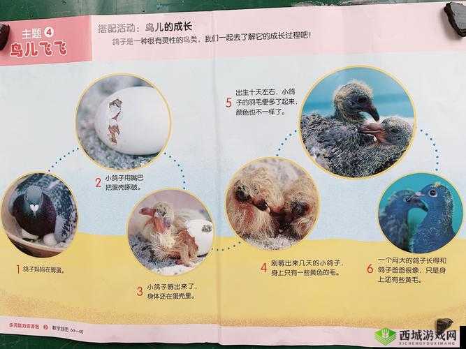 雏鸟幼儿小学生张婉莹：纯真与成长的故事
