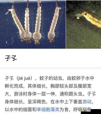 孑孓身份揭秘：宫廷会试答案大全探寻其作为动物幼虫的