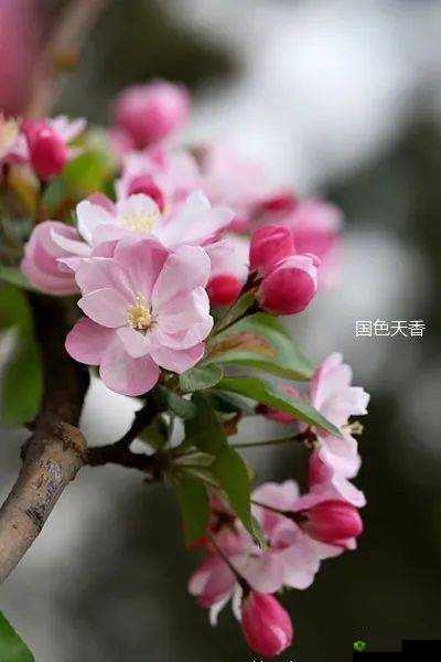 亭亭玉立：国色天香四月天科普，带你走进春天