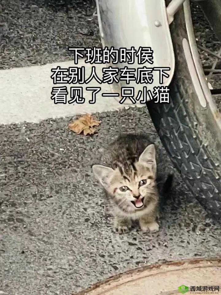 新篇章：芝右卫门狸——独步江湖的神秘狸妖，潜伏的策略大师