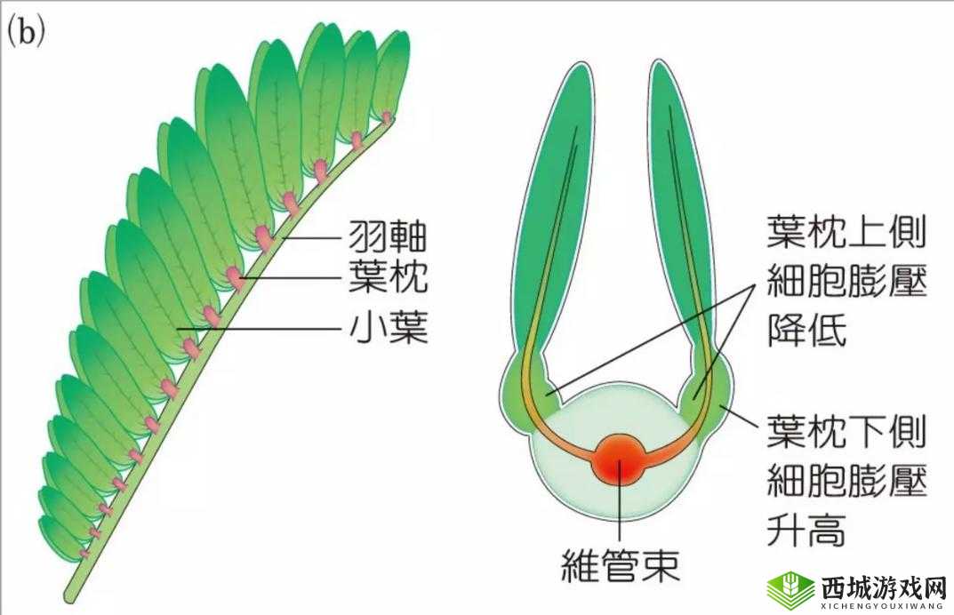 含羞草的茎早晚特点：奇妙的伸缩变化