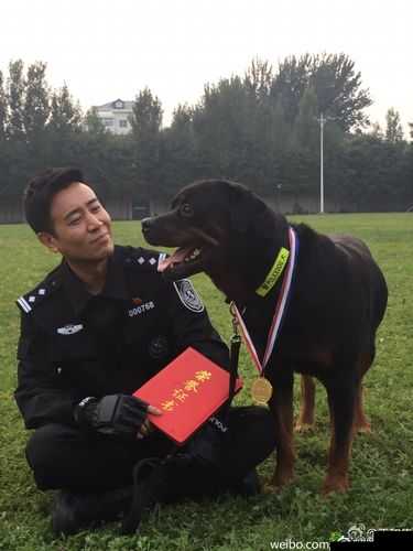 张警犬 9 分 10 秒头撞玻璃在线观看震撼全程