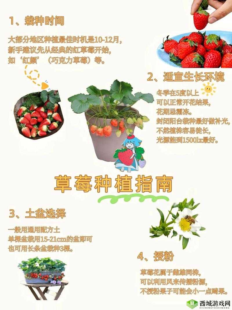 草莓种子获得指南：草莓种子哪里买？最新玩法技巧