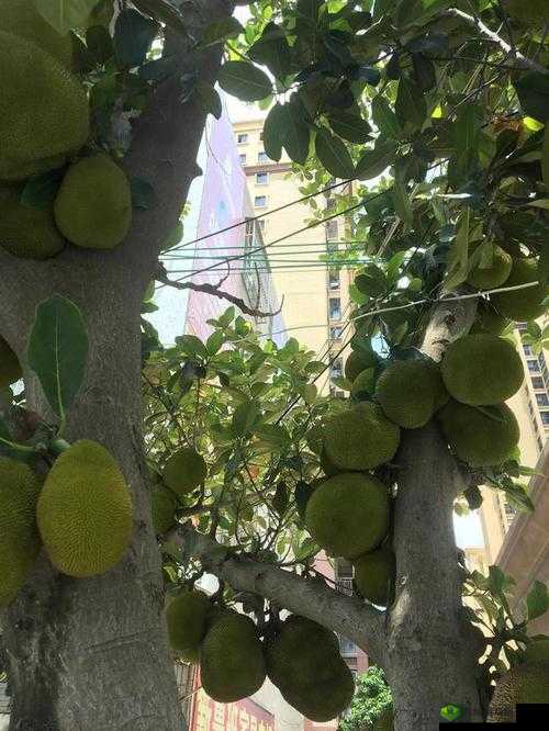 菠萝菠萝蜜免费视频带你走进奇妙的视频世界